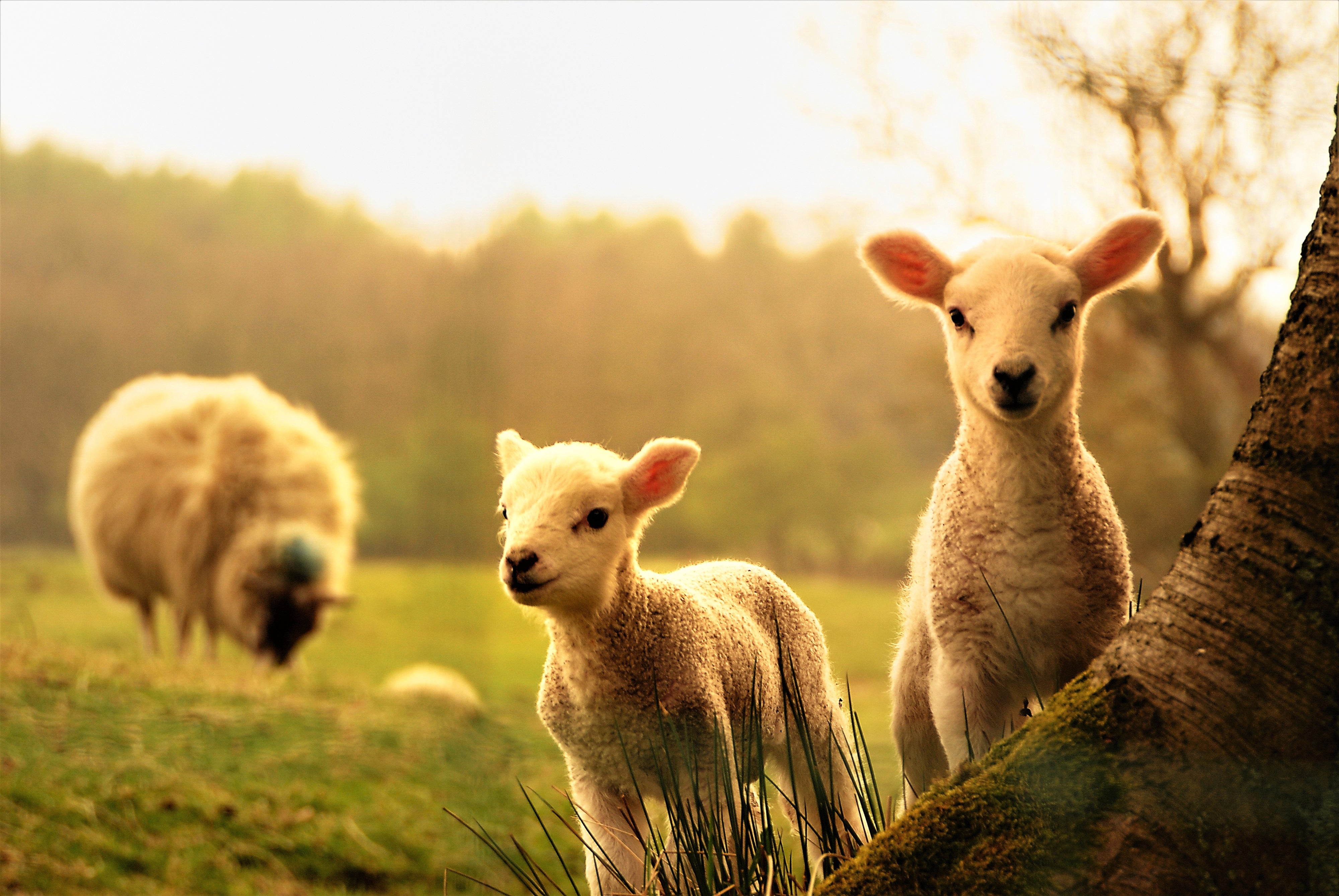 What Does it Mean to “Anoint My Head with Oil” in Psalm 23?