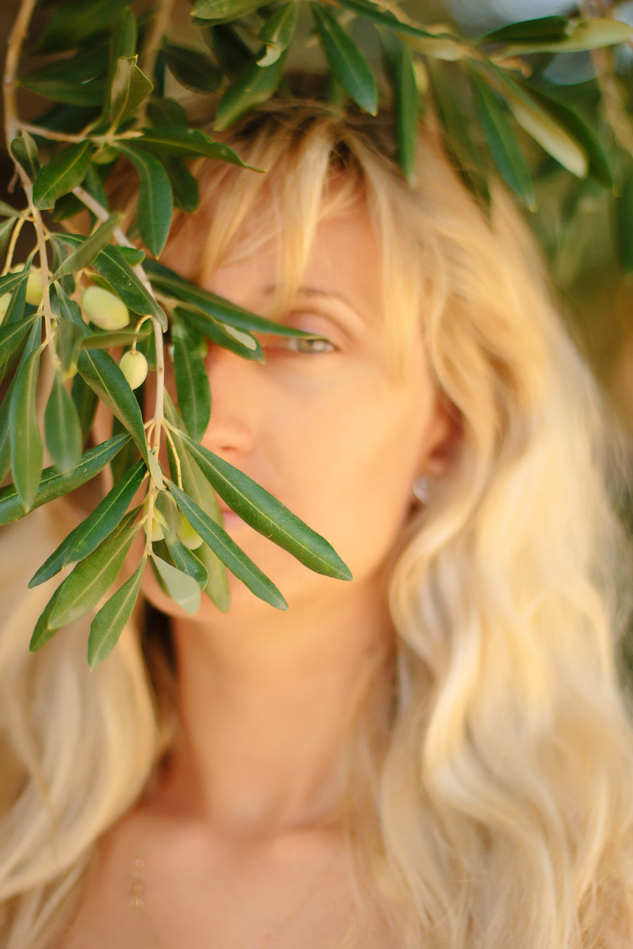 The Biblical Olive