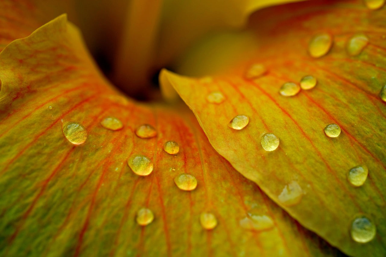 The Spiritual Essence of Rose of Sharon Anointing Oil in the Bible