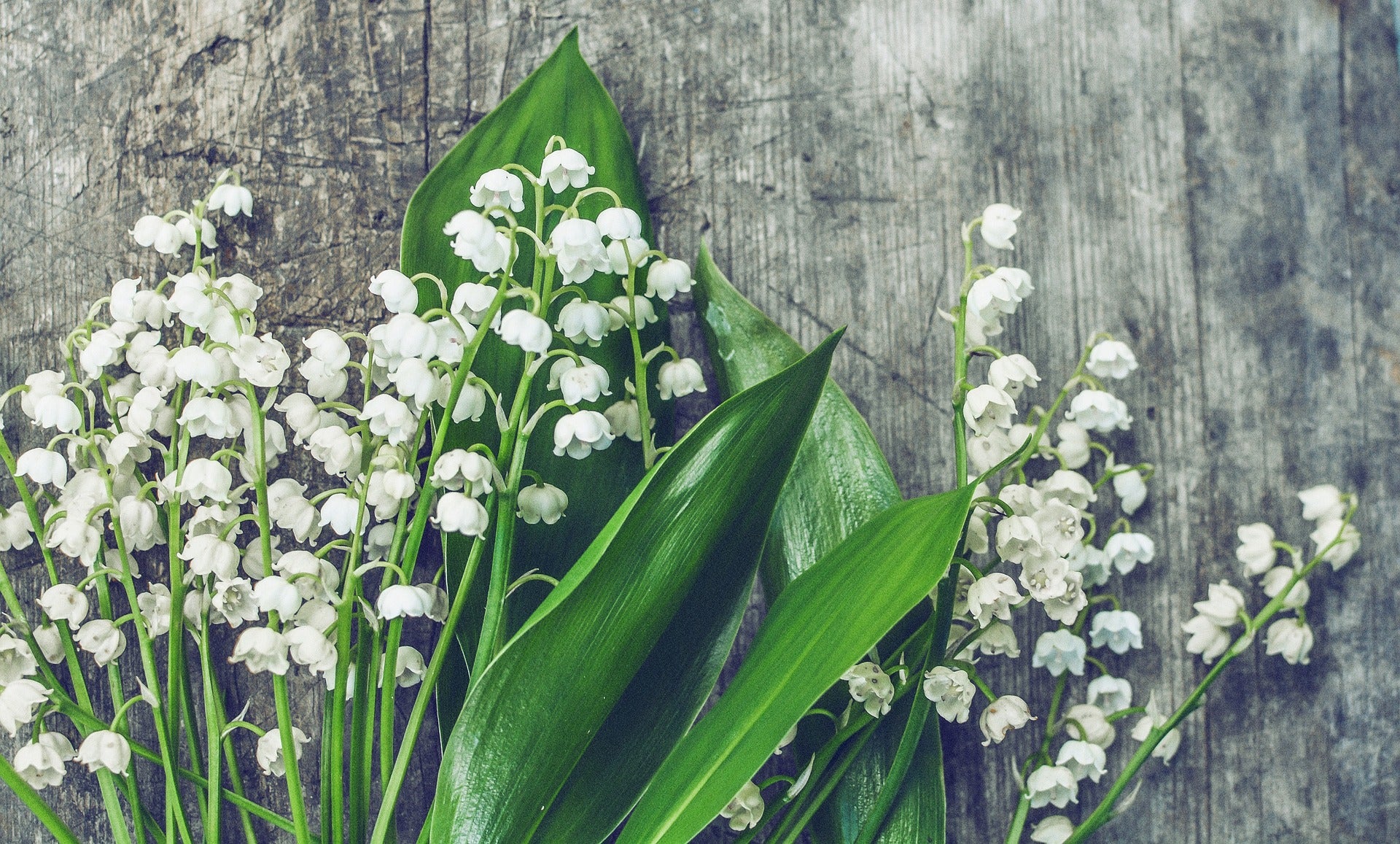 "Invite Purity and New Beginnings into Your Life with Mount of Olives Lily of the Valley Anointing Oil: Consecrated with Nourishing Olive Oil and the Biblical Botanicals"