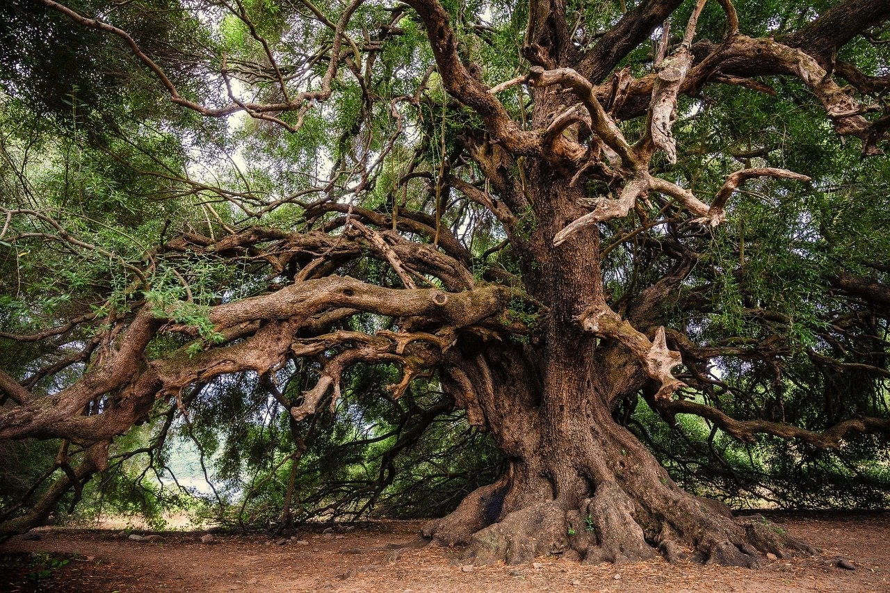 The Olive Trees of Gethsemane: Where Jesus Prayed Among the Ancient Groves
