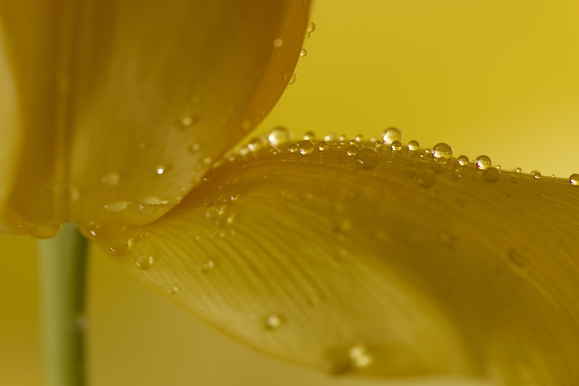 How Biblical Botanicals Can Improve Your Life: 5 Benefits of Using Anointing Oil Daily