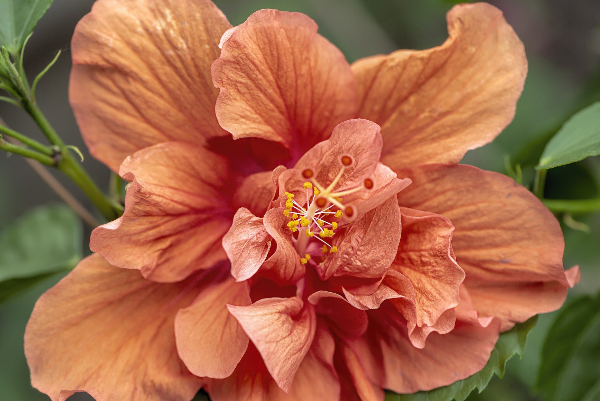 What is the origin of the name Rose of Sharon Anointing Oil?
