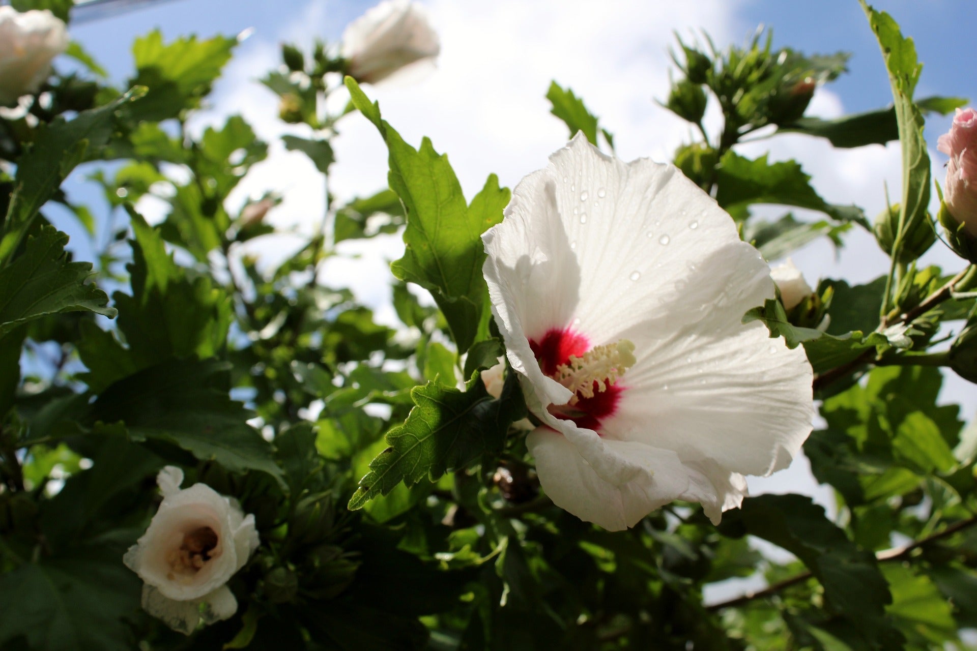 The Spiritual Essence of Rose of Sharon Anointing Oil: History, Symbolism, and Uses