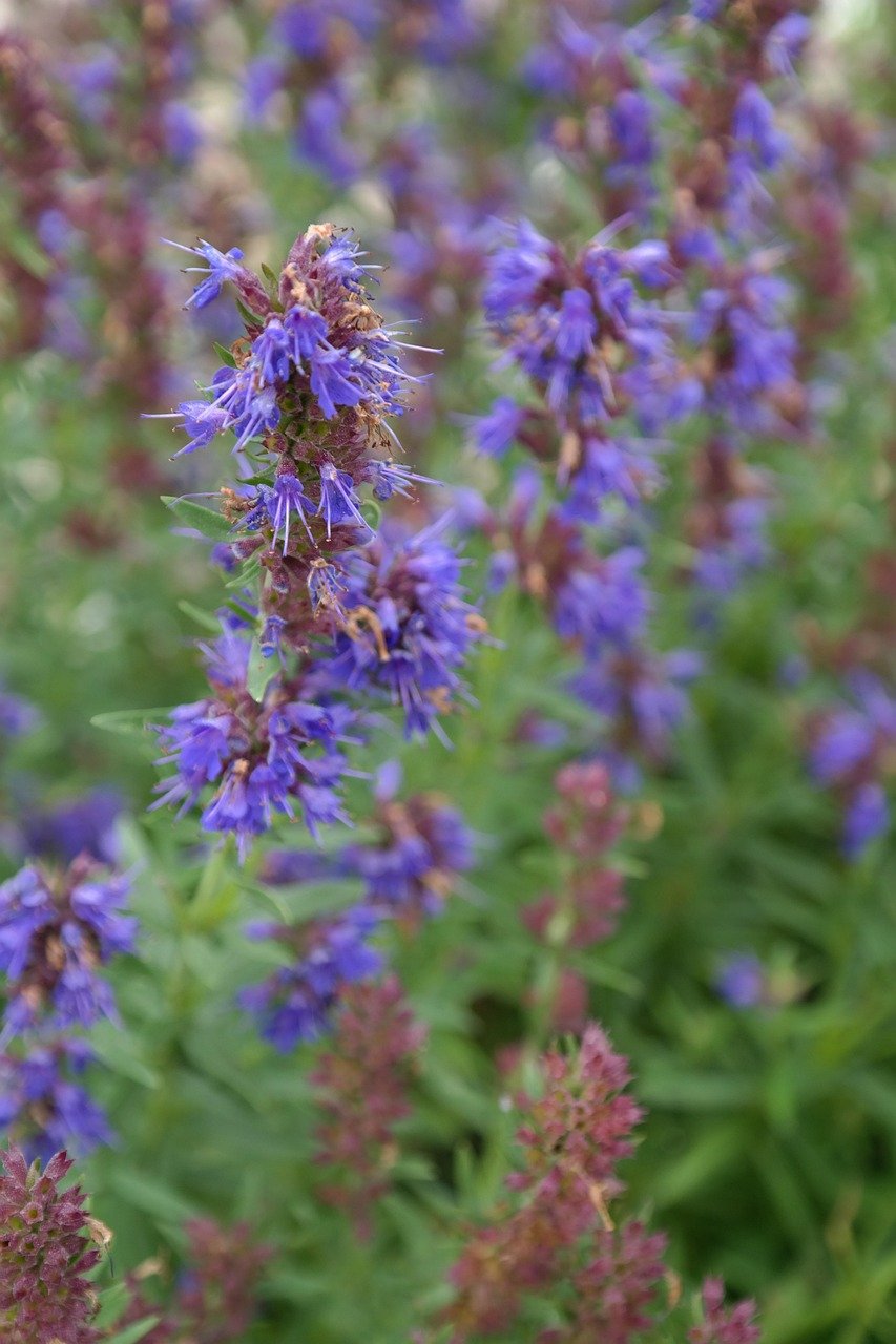 Hyssop in the Bible: The Sacred Herb of Purification and Cleansing