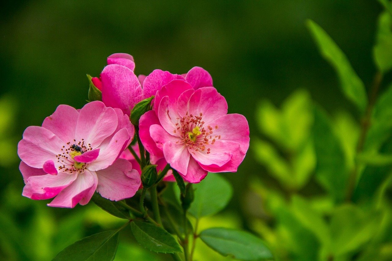 The Rose of Sharon: Biblical Beauty, Healing, and the Fragrance of Christ